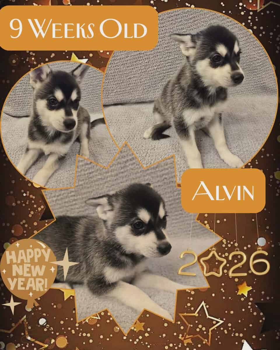 Alaskan Klee Kai Registered image 2