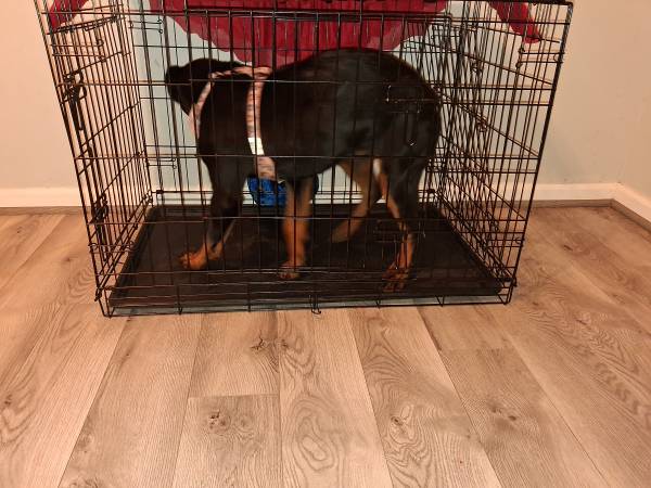 7 Month Old German Rottweiler Puppy - With Papers image 3