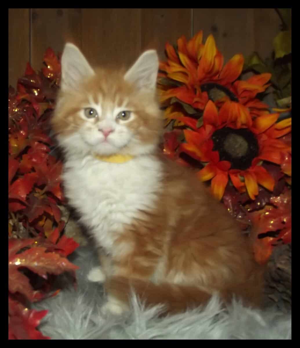 Maine Coon kittens red with white 1 male 2 females image 3