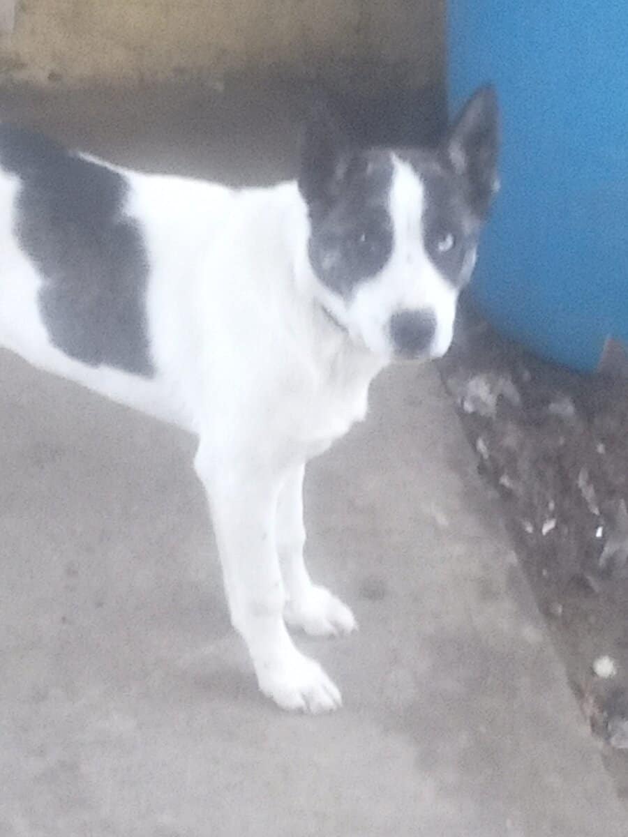 Free puppy. Queensland mix. image 1