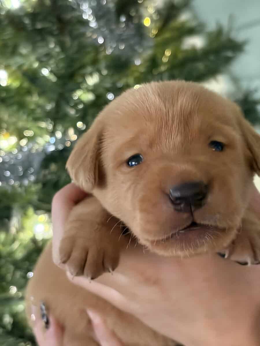 Labrador retrievers image 5