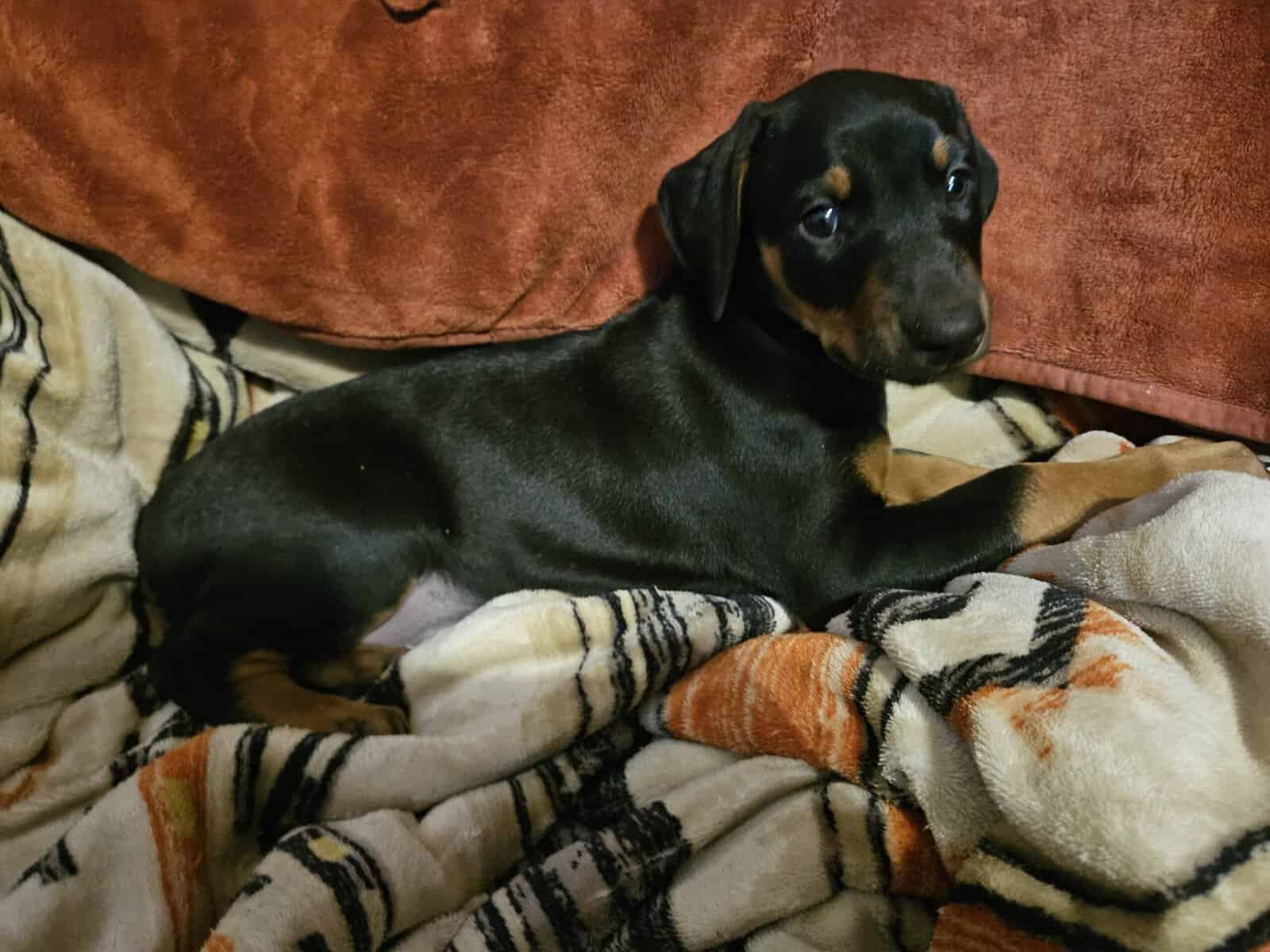 Doberman puppy image 1