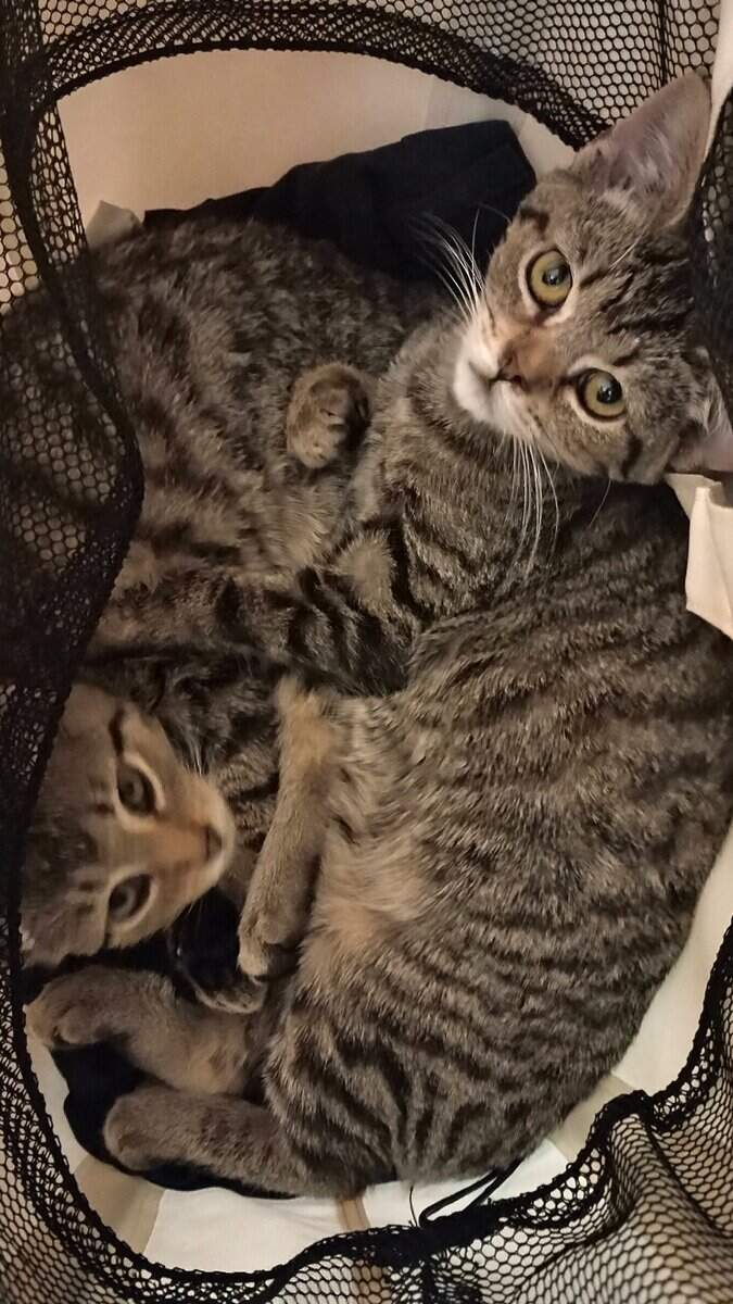 Kittens and Cats for adoption image 7