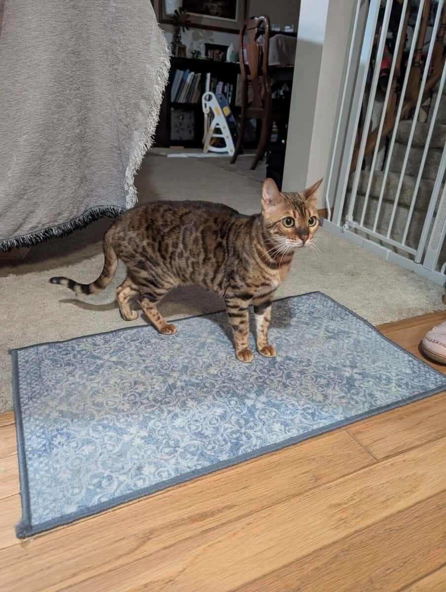 adult bengal image 3