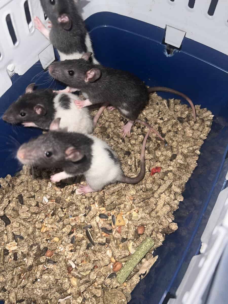 Baby rat rehoming image 2