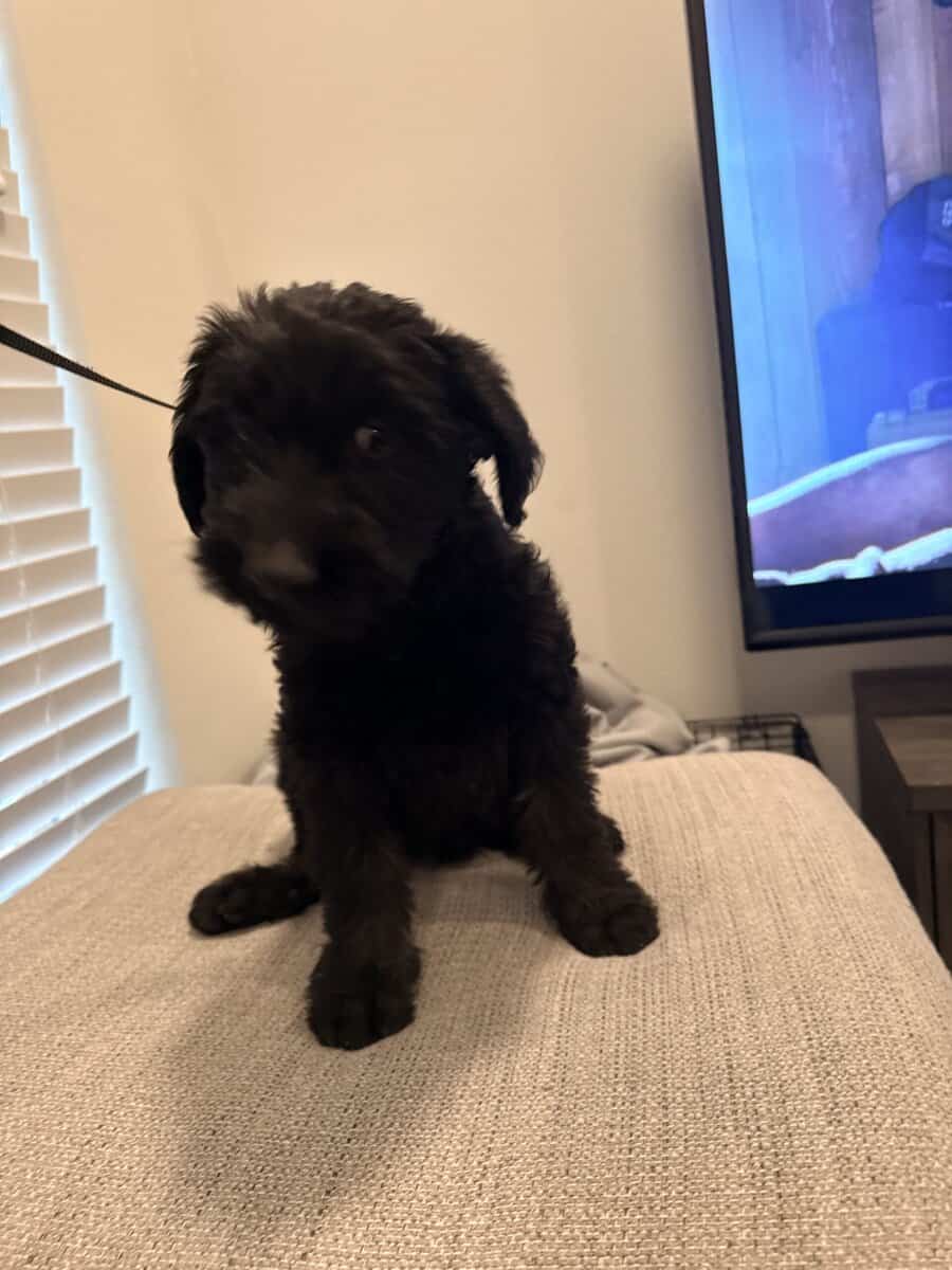 Giant schnauzers image 6