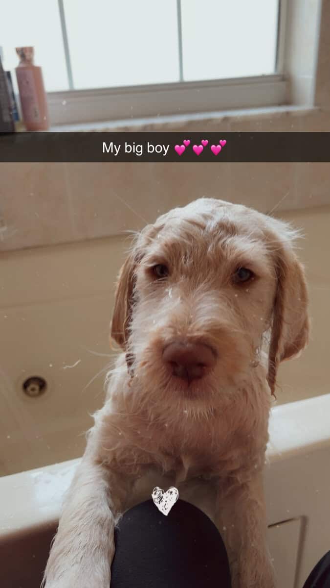 Labradoodle Puppy image 4