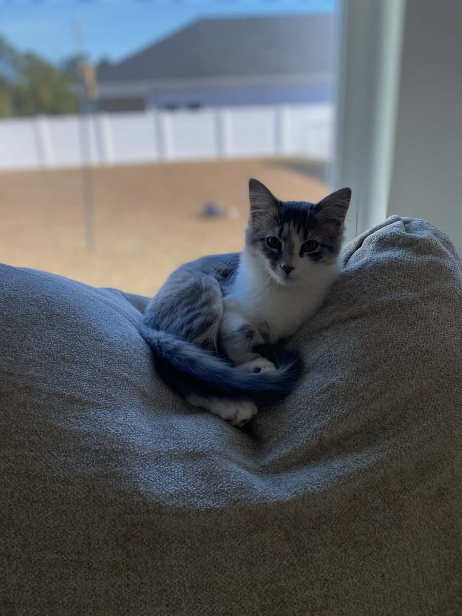 I have 3 cats that need a new home ASAP image 2