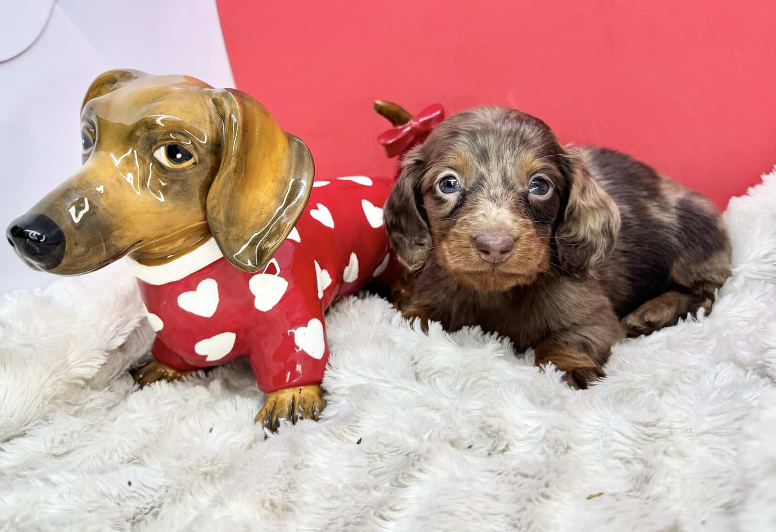 Champion bred dachshund puppies-Import line AKC image 22