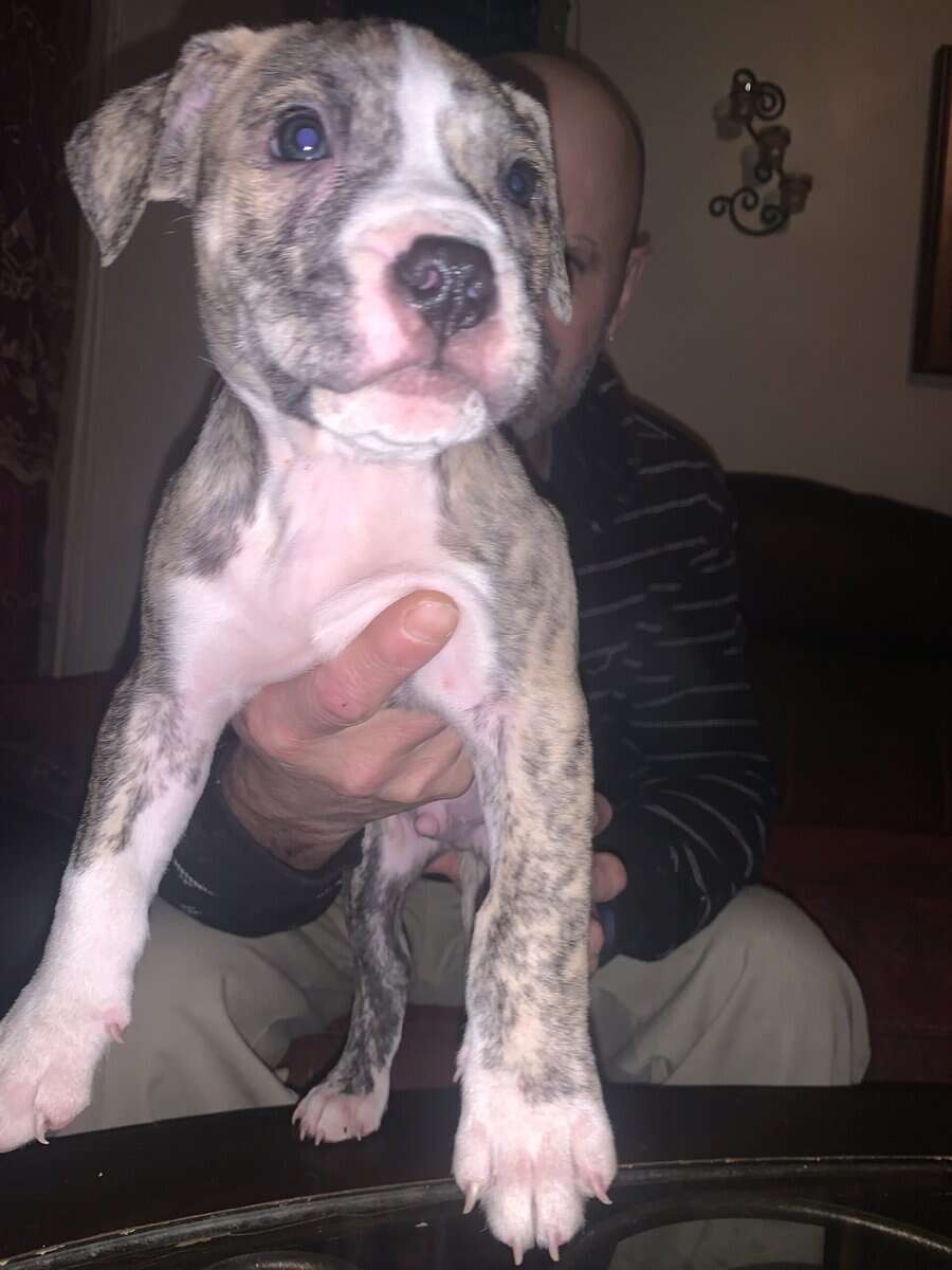 Red nose Puppies for sale image 2