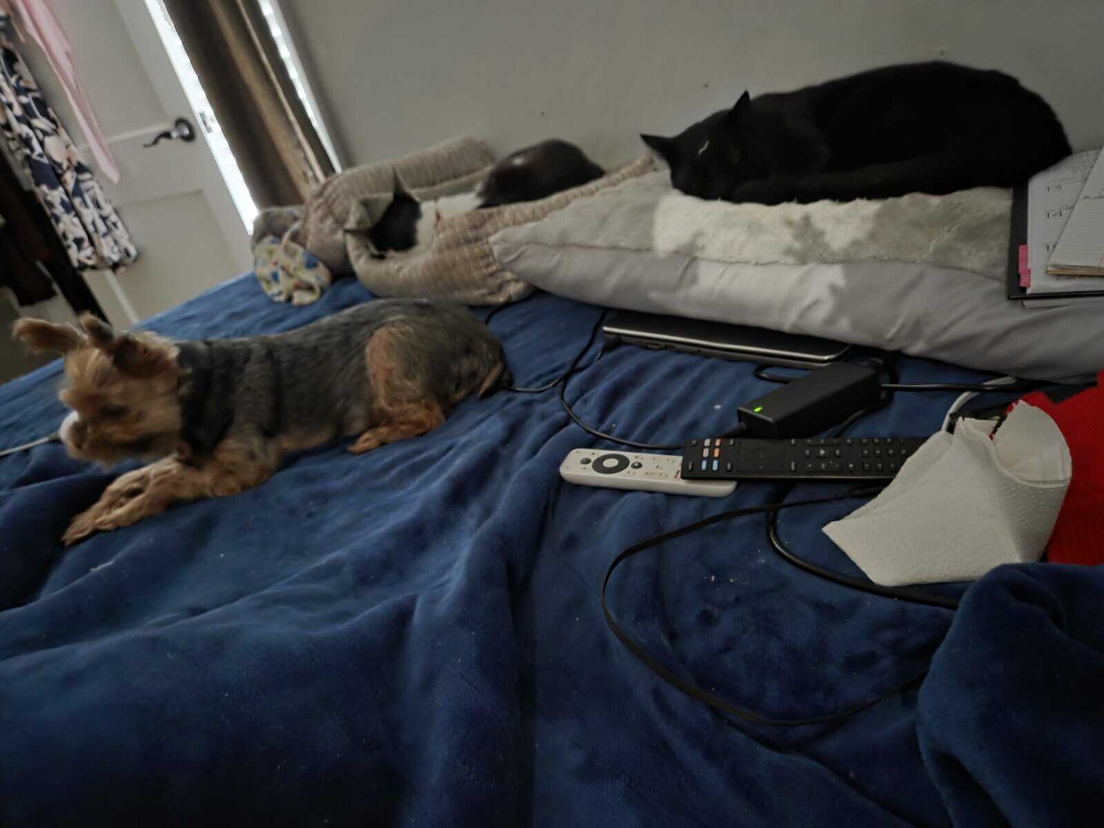 Bonded pair for rehoming image 3