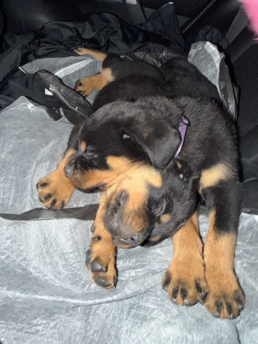 10 week old puppy Rottweiler image 2