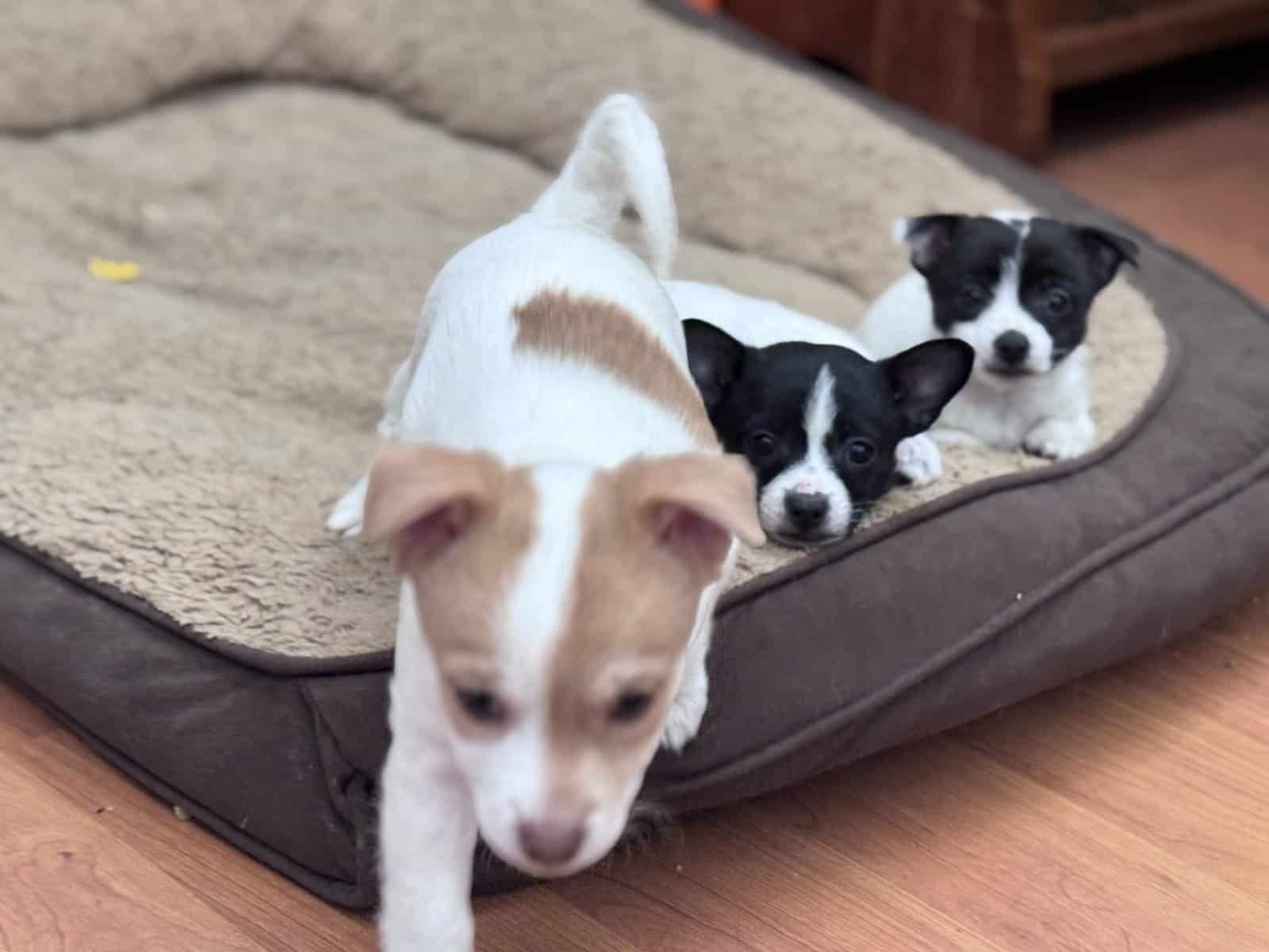 Pomchi puppies image 1