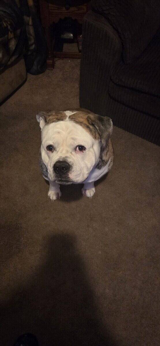 Free American bulldog image 6