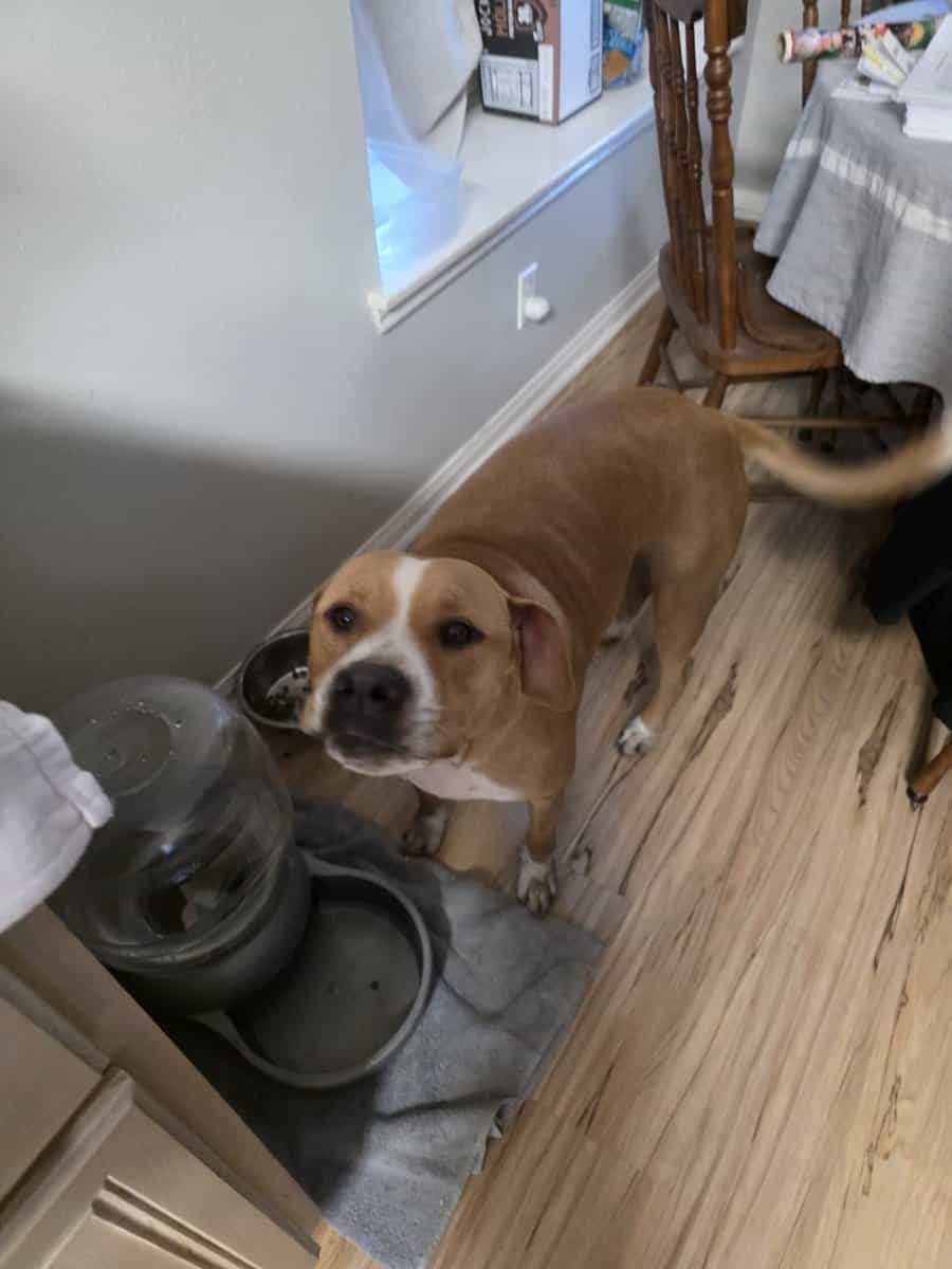 2 great pups up for rehoming image 1