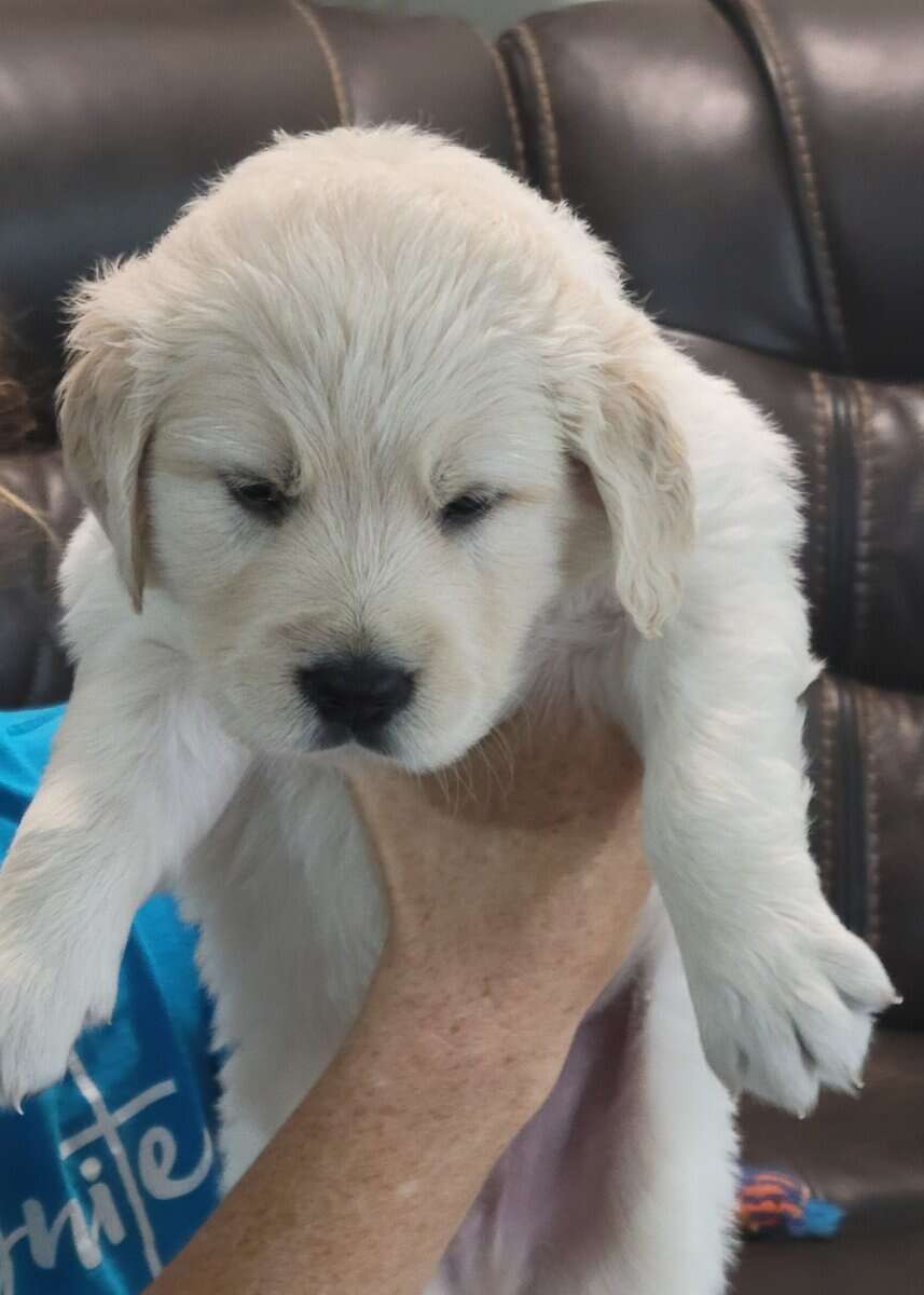 AKC Golden Retriever Puppies ready 1/26/26. image 2