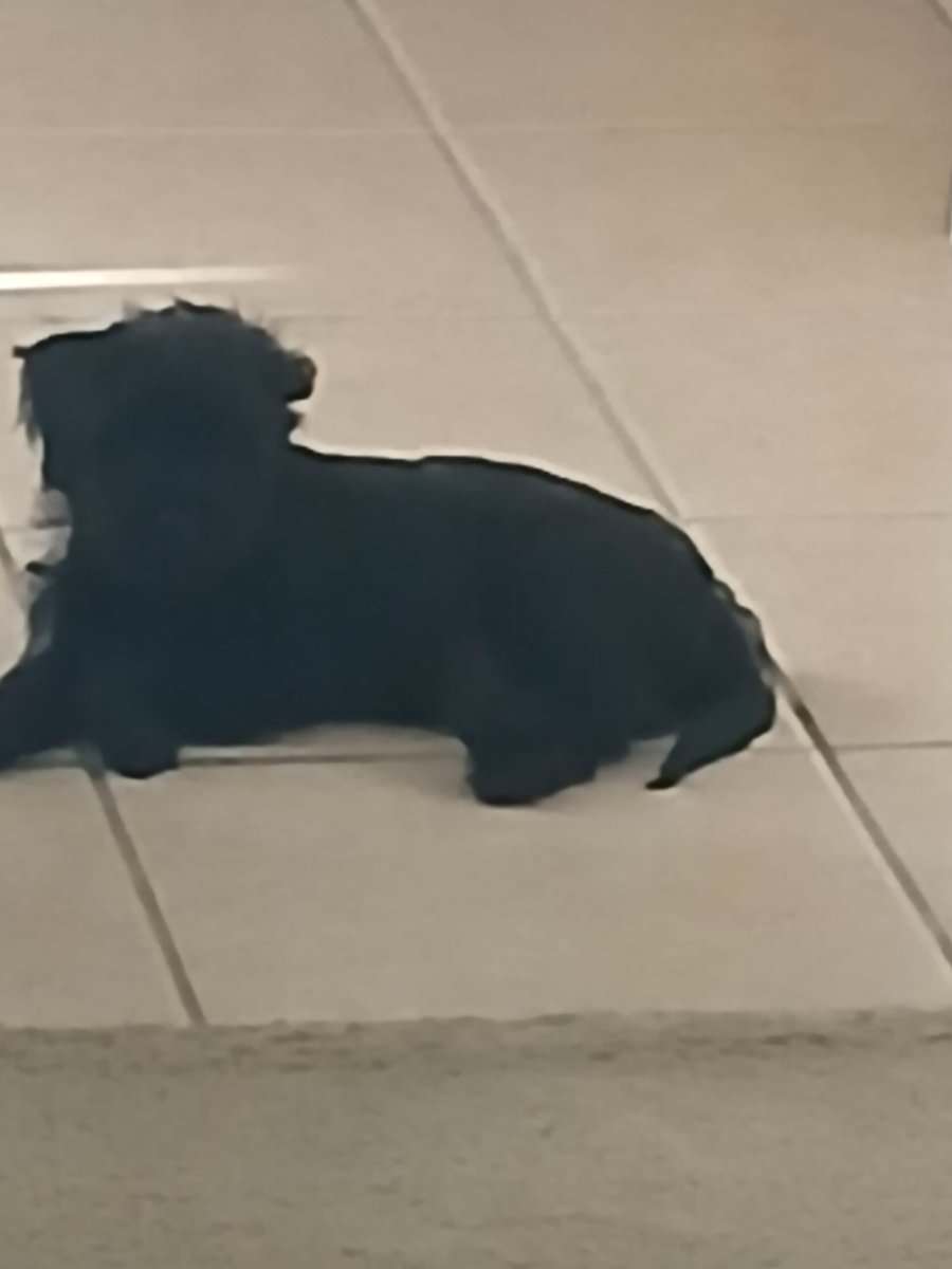 Shih Tzu Mix Puppies for Sale – $200 Eac image 3