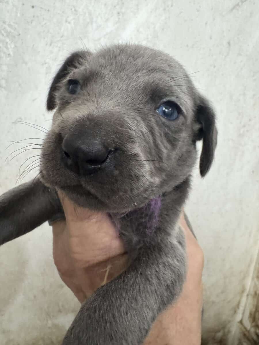 Weimaraner Puppies image 6