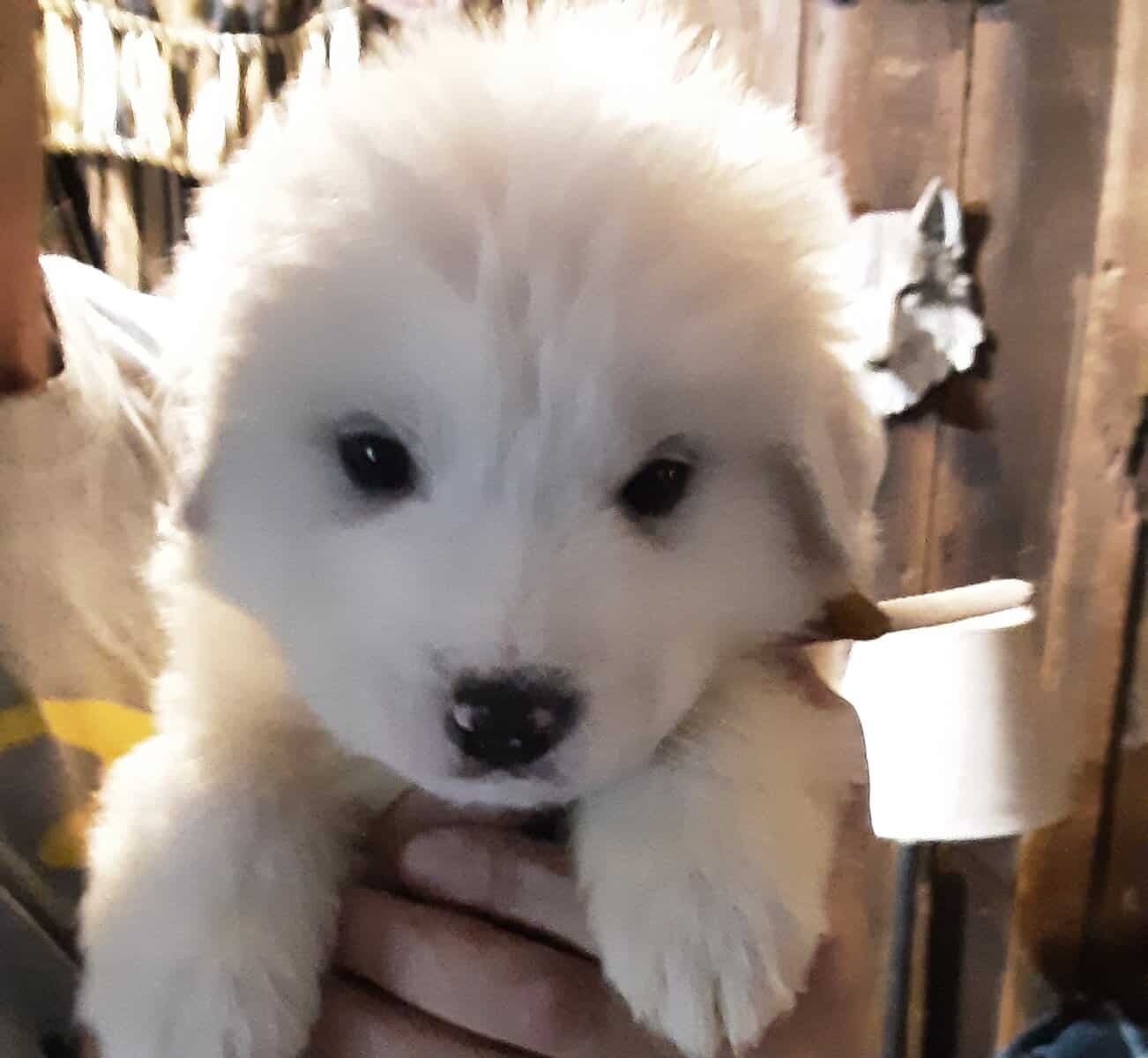 Great Pyrenees image 8
