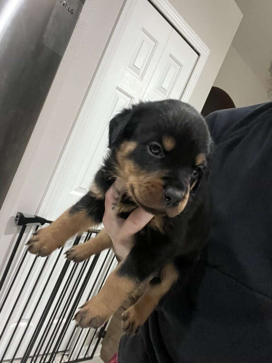 Rottweiler Puppy image 2