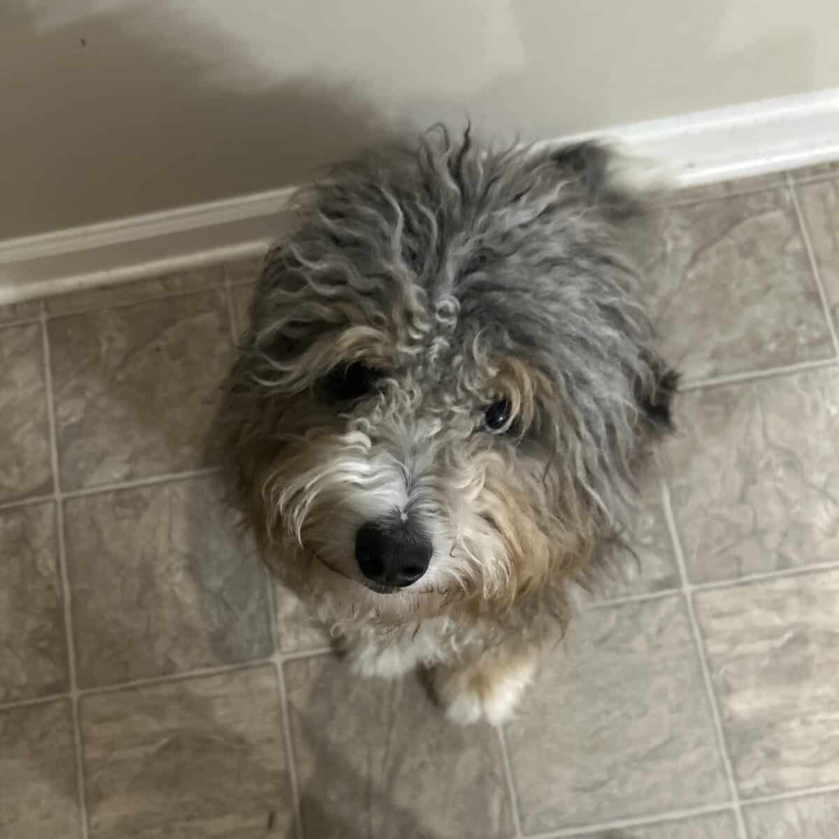 Aussie doodle image 2