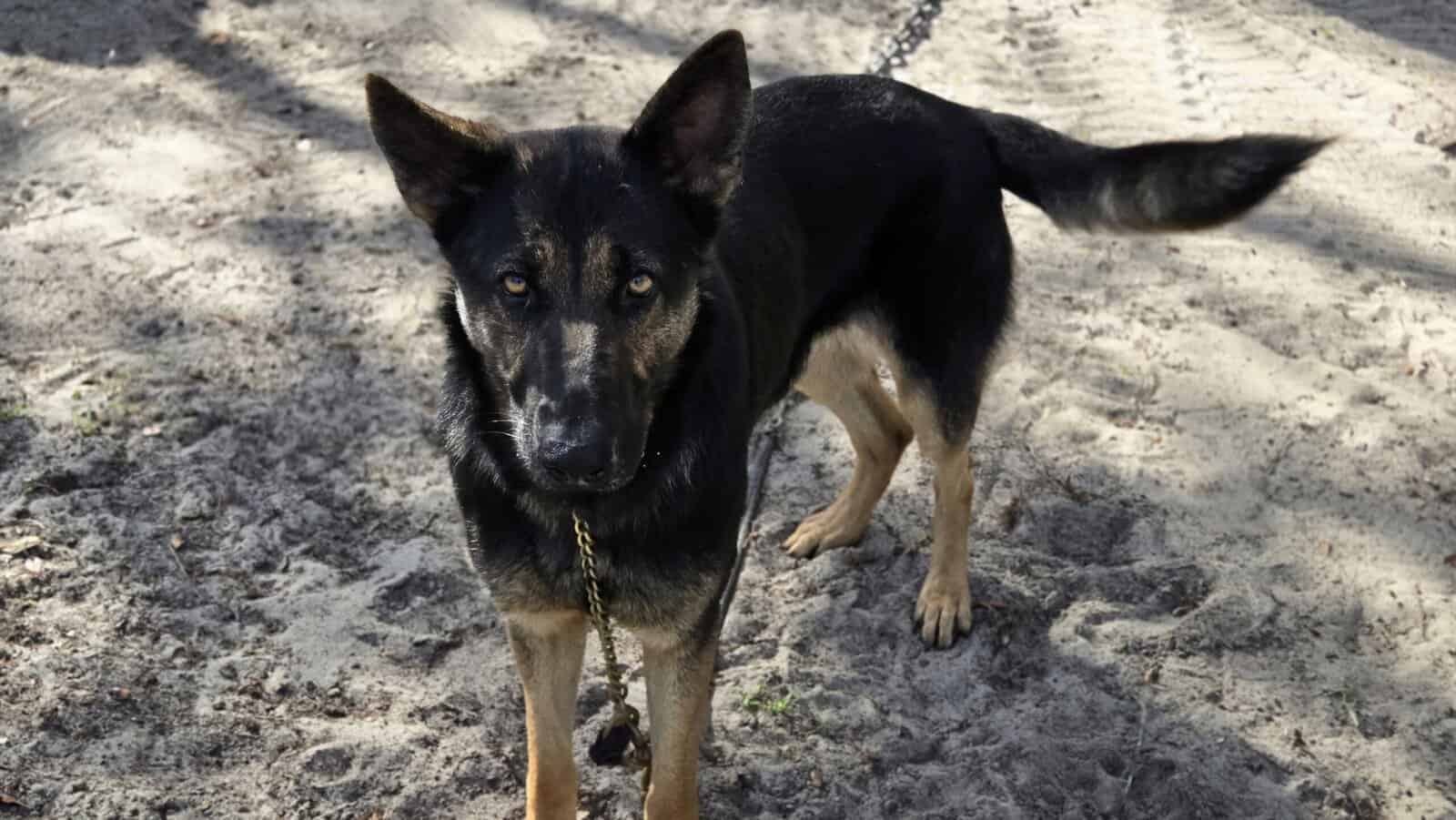 German Shepherd female image 6