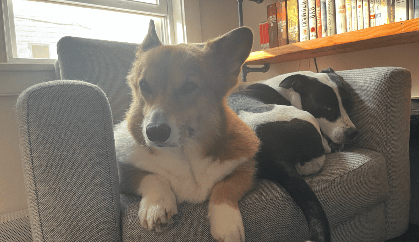 Corgi & Corgi-mix (bonded pair) image 4