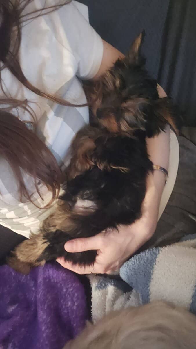 Yorkie puppies for sale image 16