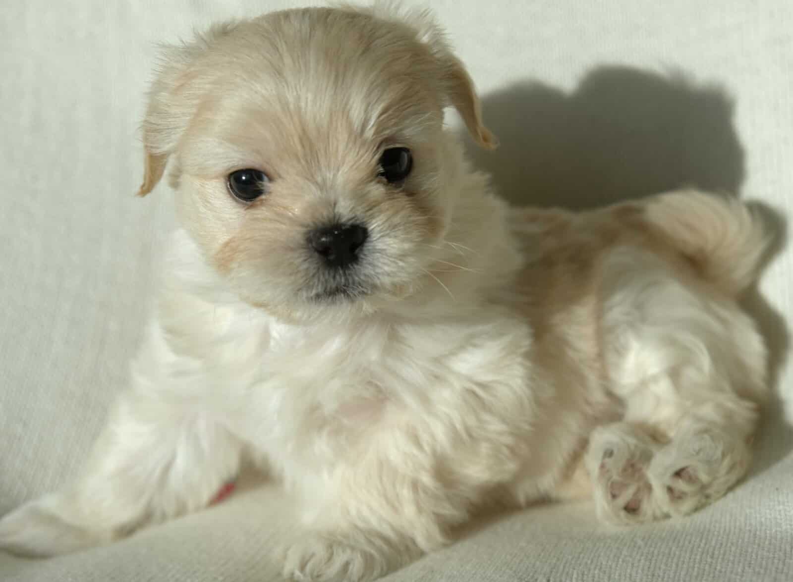 Maltese mix boy image 1