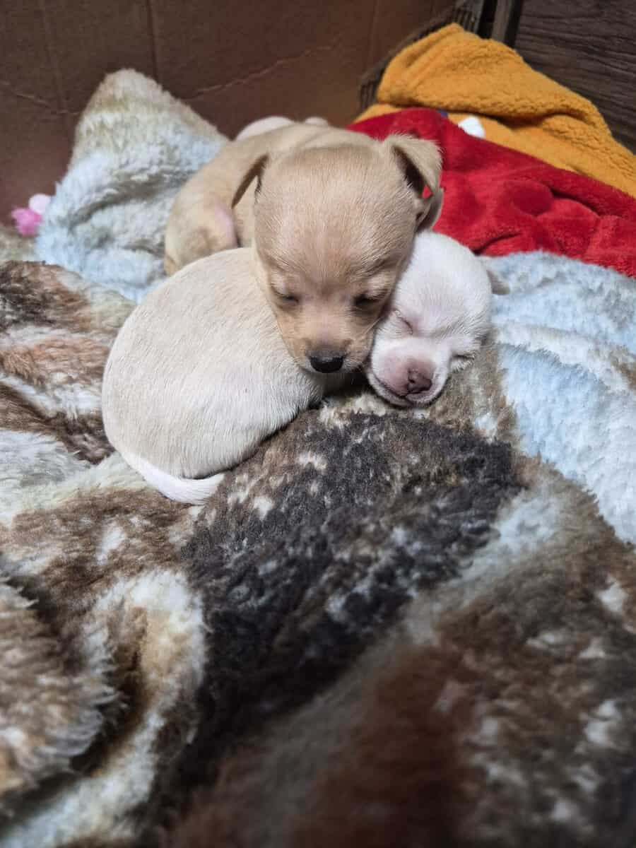 Chihuahua puppies image 3