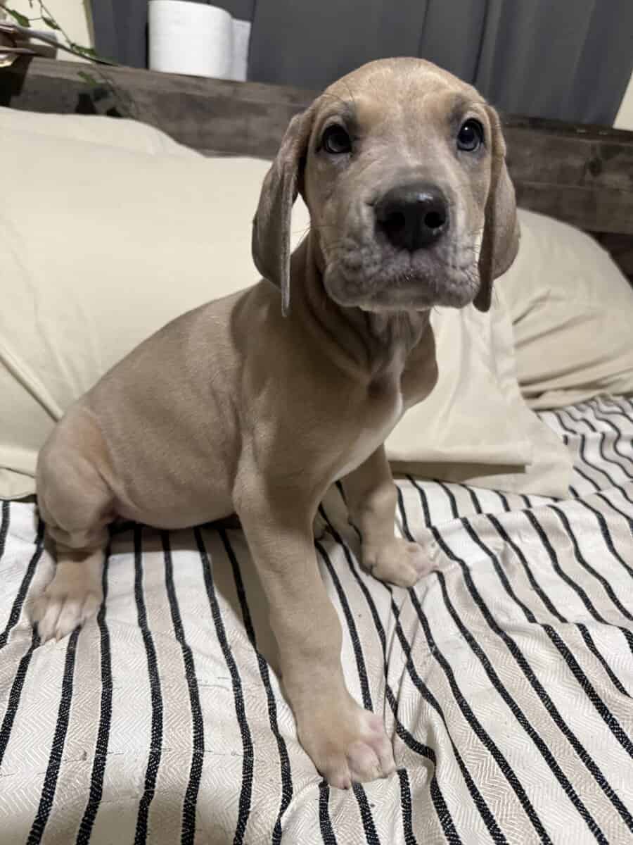 AKC Blue fawn (Heavy Euro) image 1