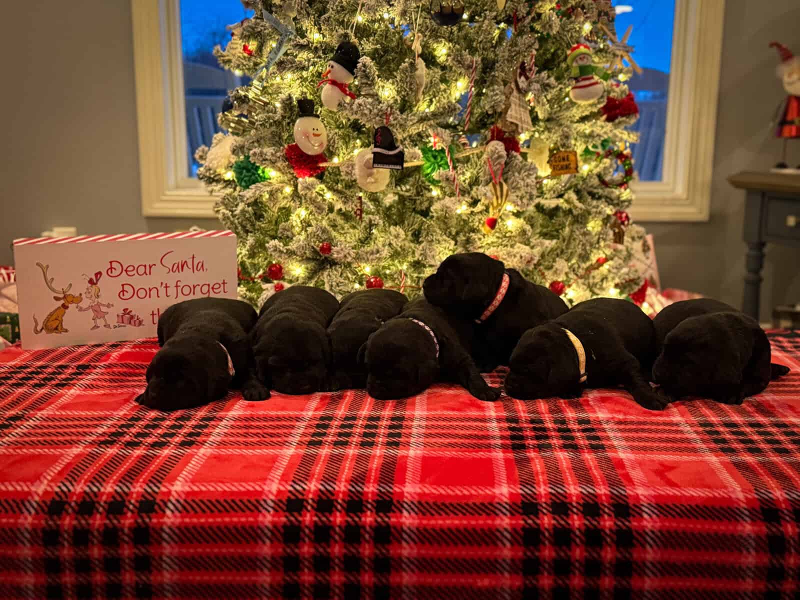 3 Black Female Labrador Retriever Puppies image 1