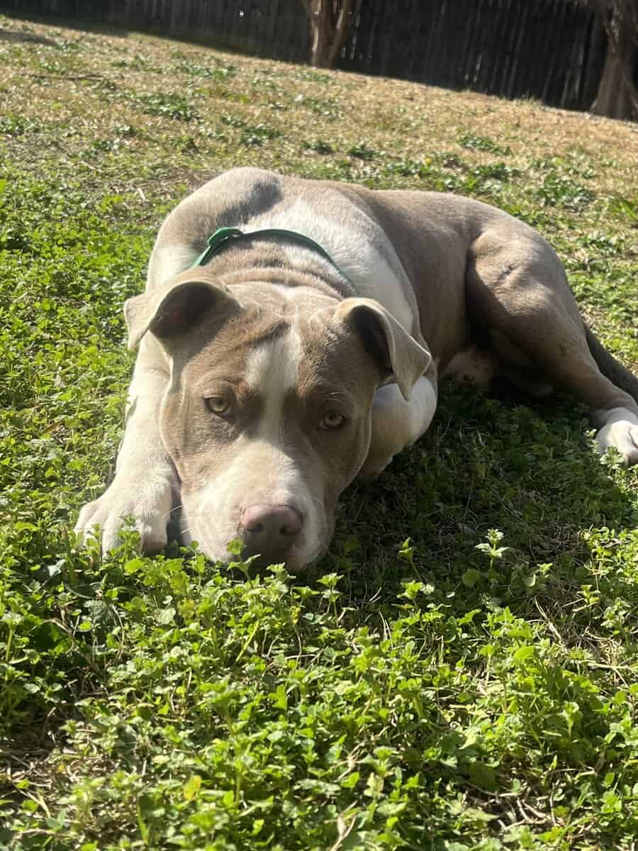 Red nose Pitbull for sale! $300 image 3