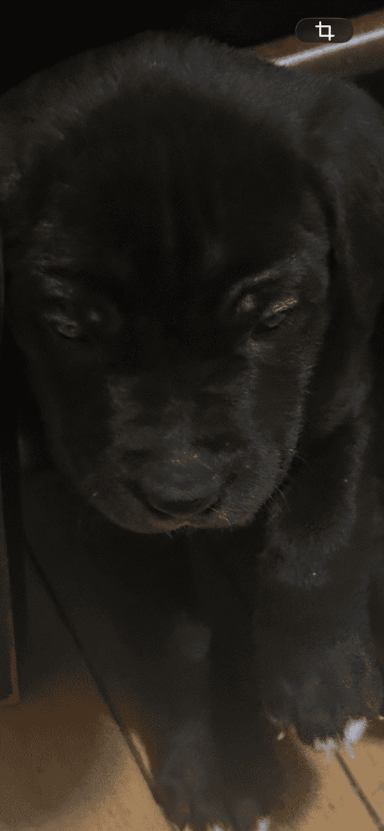 Lab retriever mix with pitbull image 2