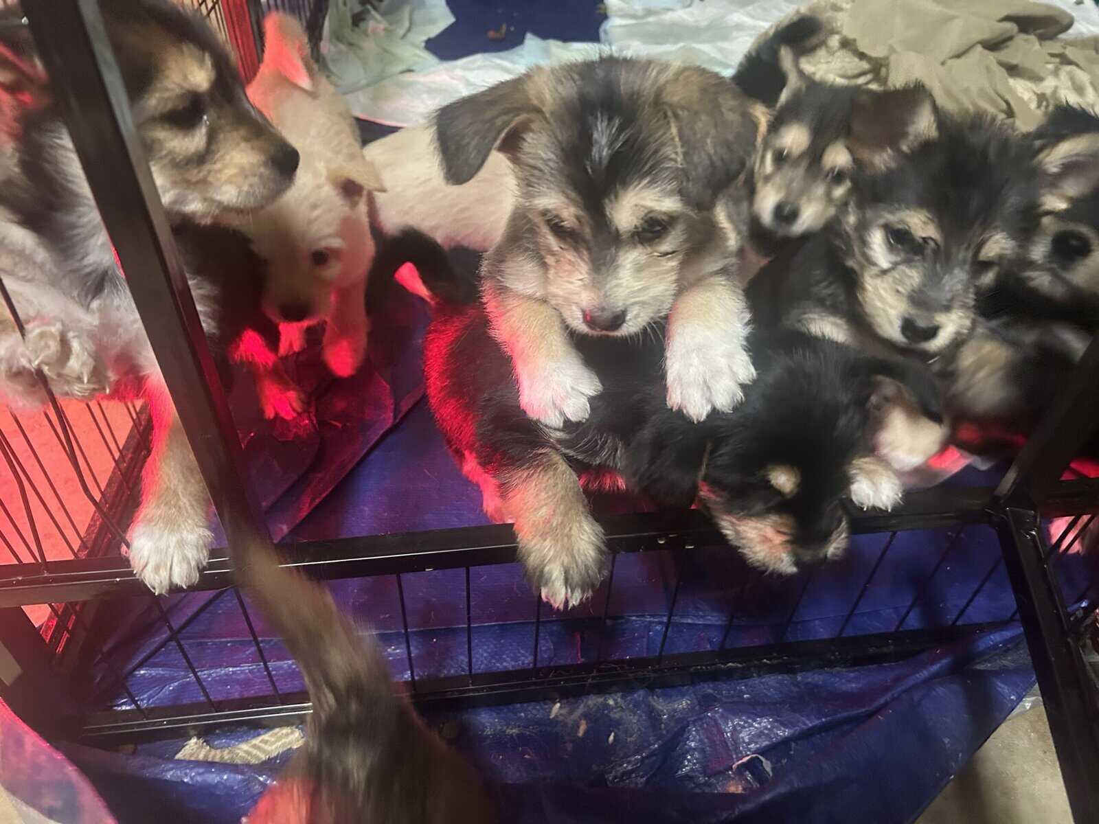 Mixed husky/terrier puppies image 11