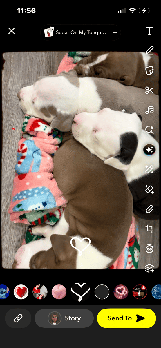 Beautiful American Staffordshire Terrier Puppies. image 10