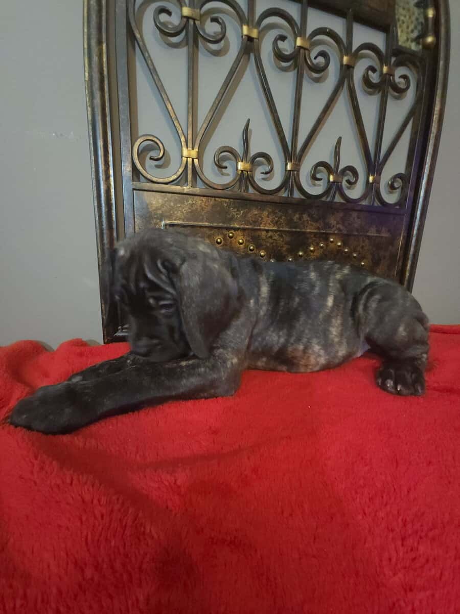 Puppy Joy image 3