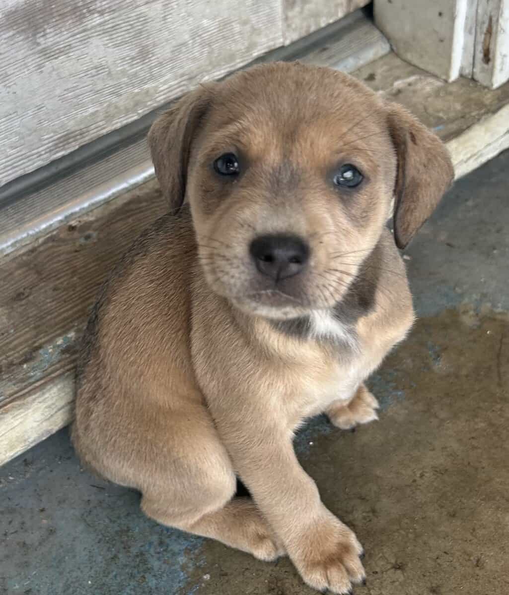Free puppies image 5