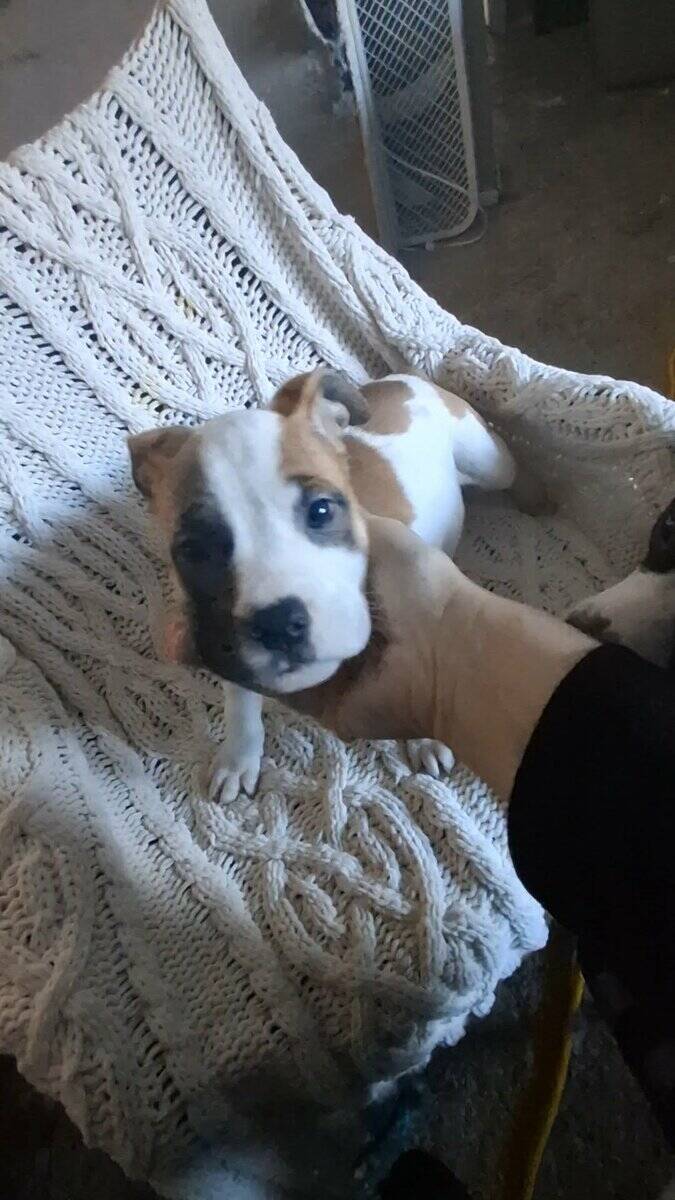 American Pit Bull Terrier Puppies Available image 4