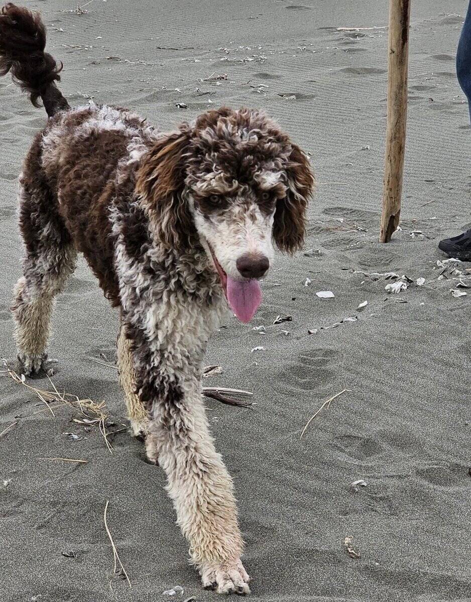 Aussiedoodle puppies due March/ Family-Raised image 4