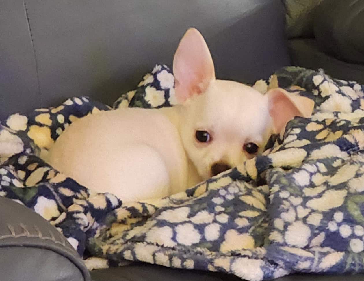 MALE CHIHUAHUA PUPPY image 3