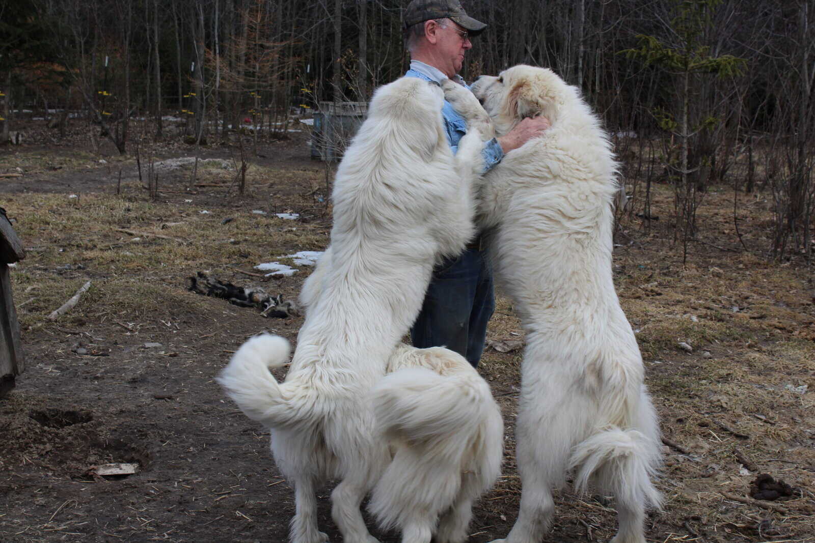 Great Mountain Pyrenbernese Puppies image 3