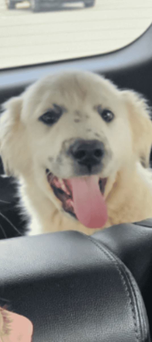 Pyrenees Pup image 1
