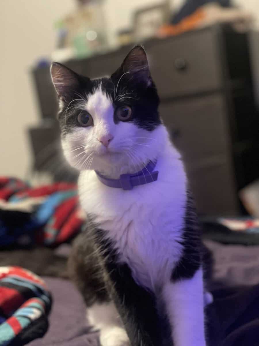 Code The Tuxedo Fluffy Domestic Kitten image 5