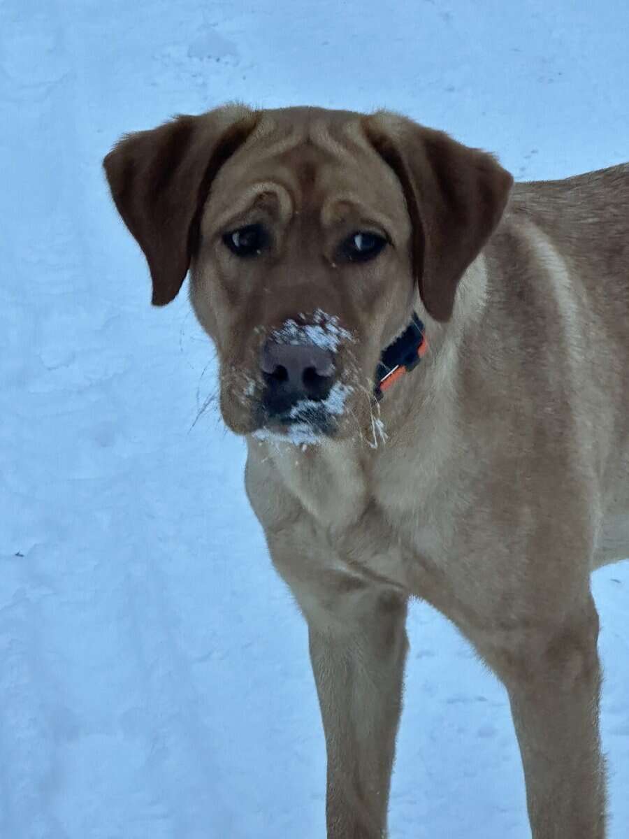 Adult Female (under 2yrs) Red Labrador image 2