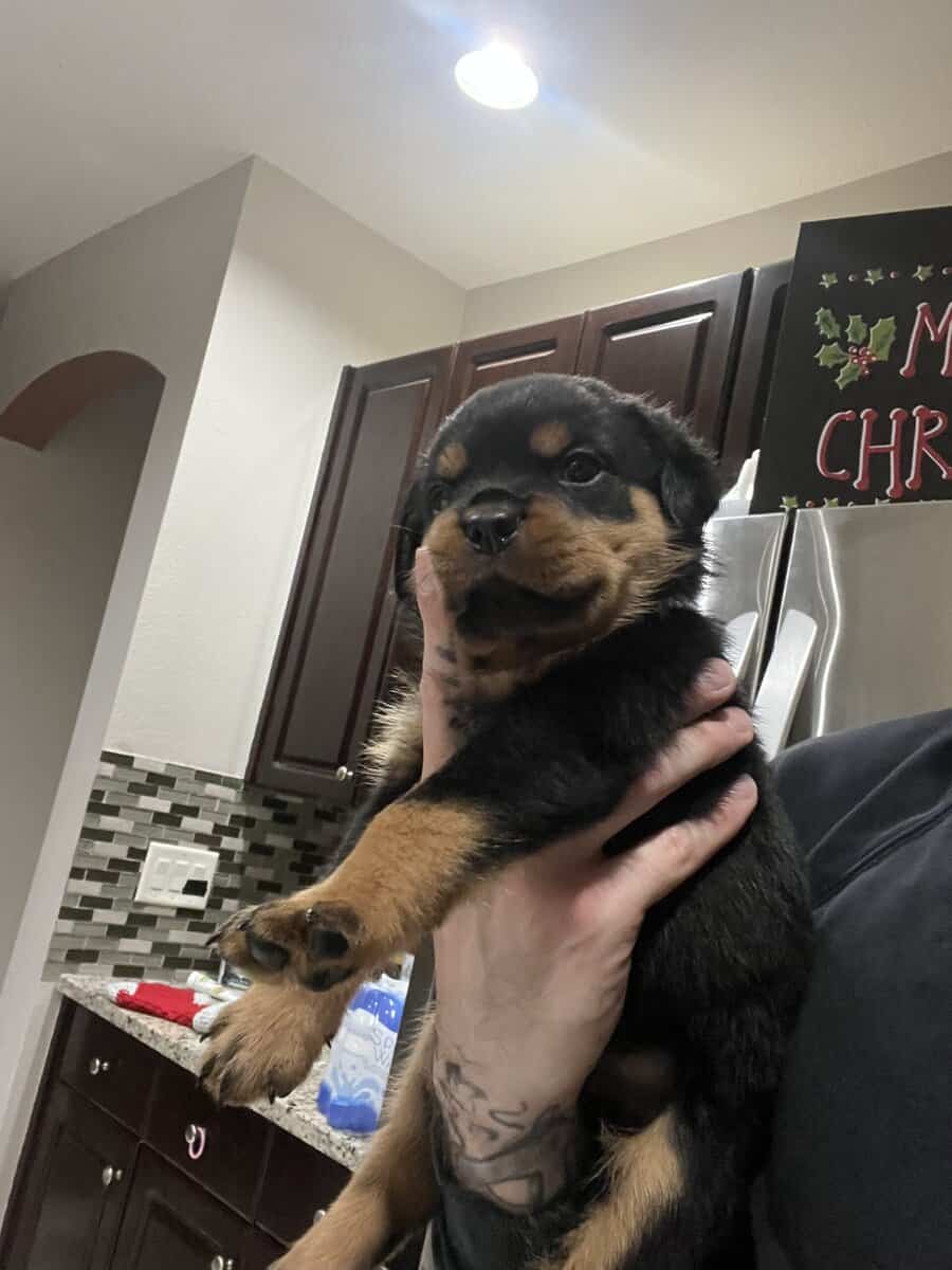 Dark Blue Collar Rottweiler image 1