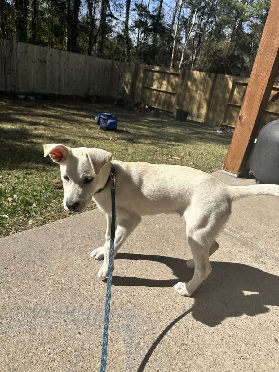 Puppy for adaption image 3
