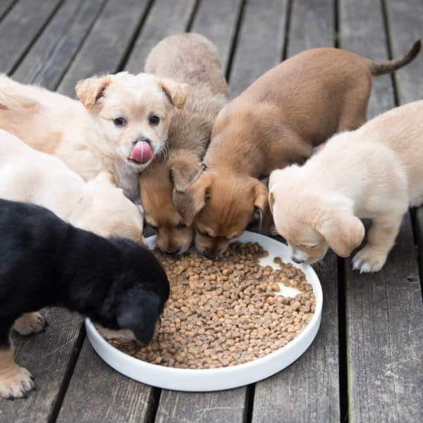 Mixed breed puppies free image 1