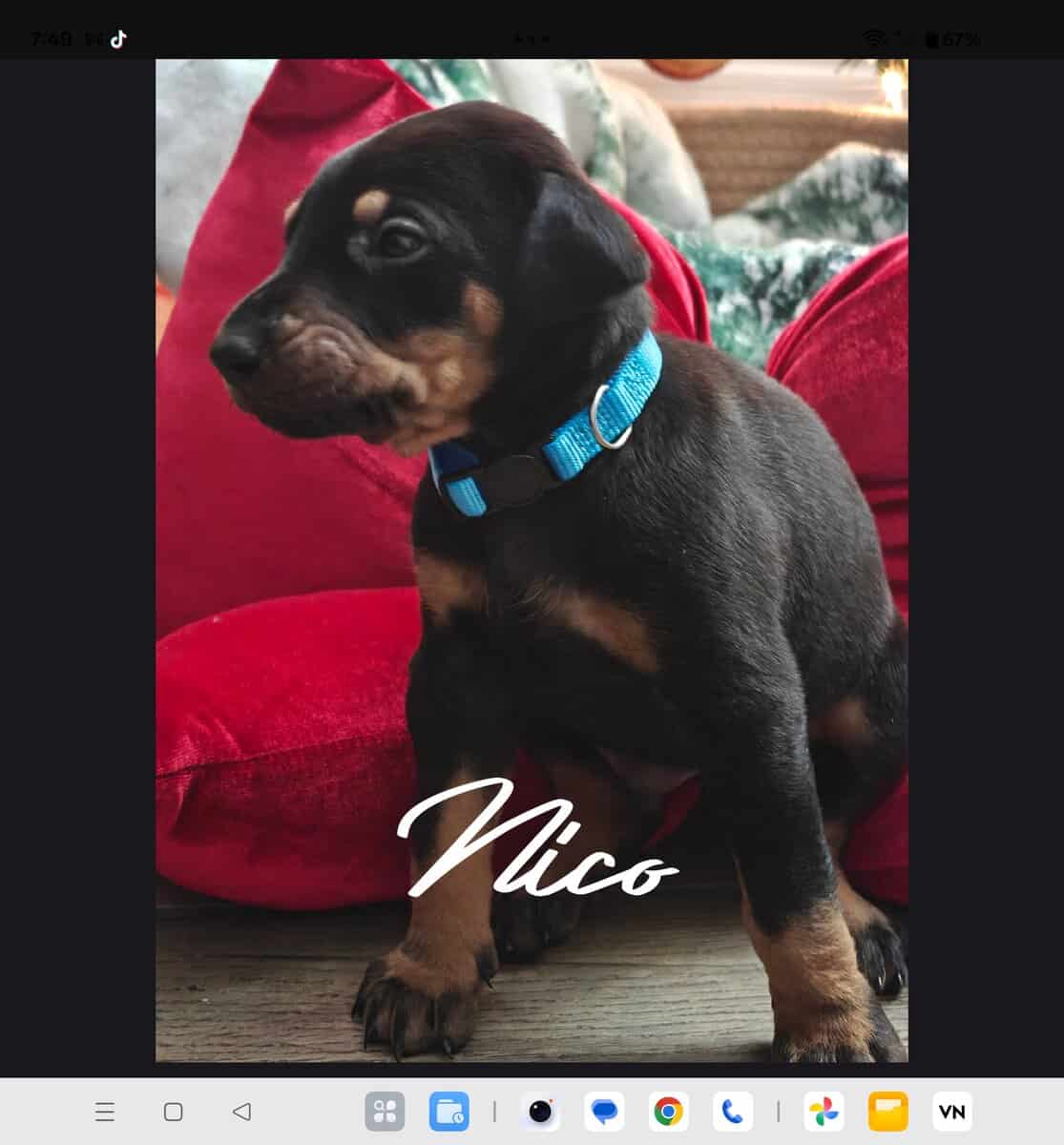 Doberman rottweiler image 4
