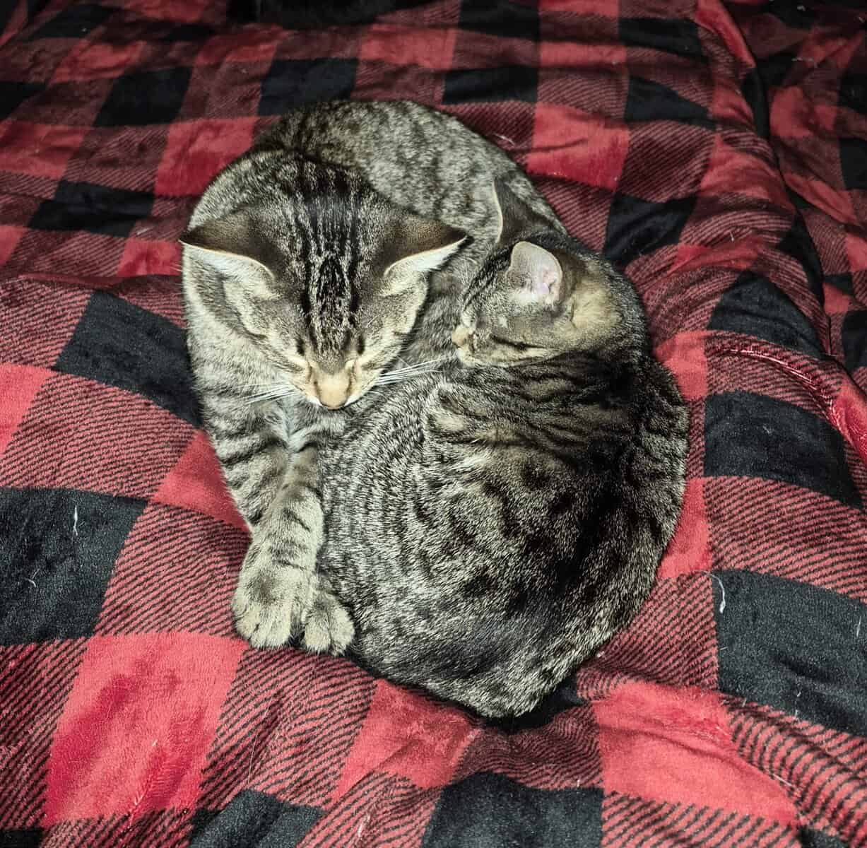 Kittens and Cats for adoption image 3